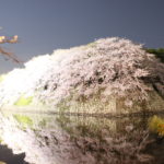 彦根城　夜桜