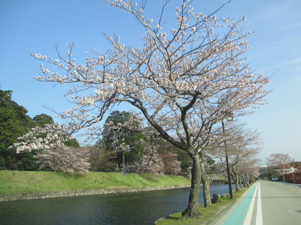 彦根城　昼　桜